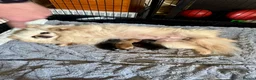 Pomeranian dogs for sale: Ready for Triple the Fluff! Our Pomeranian Trio  - Advert 10