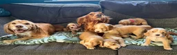 Cocker Spaniel dogs for sale: Kc registered cocker spaniel pups - Advert 5