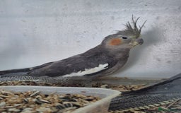 Cockatiels birds for sale: Young Cockatiels  - Image 4