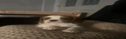 Cavalier King Charles Spaniel dogs for sale: Gorgeous cavalier puppy🐶 - Advert 4