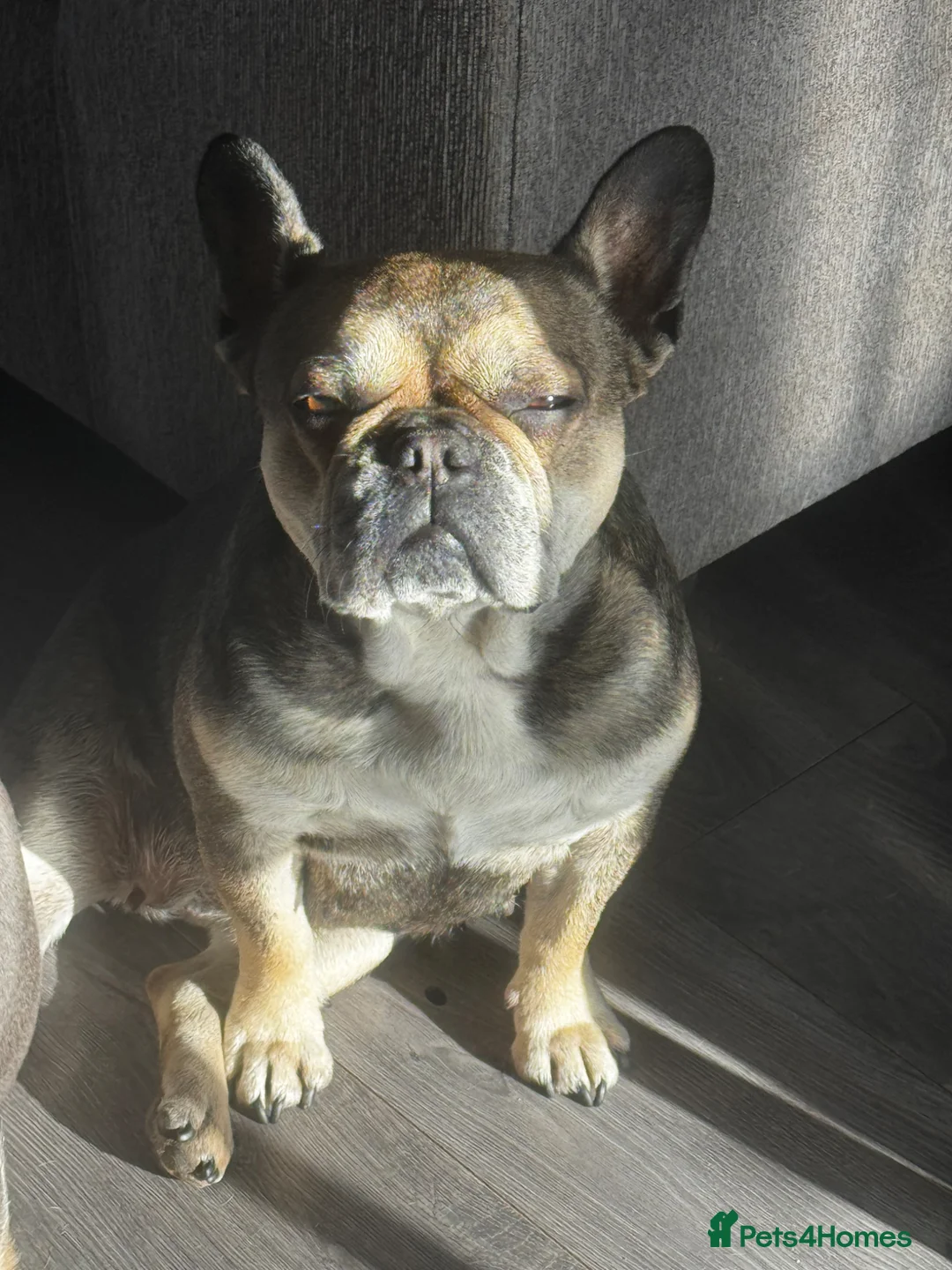 French Bulldog dogs for sale: Tilly 6 year old French bulldog  - Advert 6