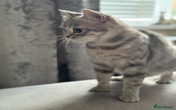 Scottish Fold cats for sale: Scottish Fold - Adorable Indoor Cats  - Image 7