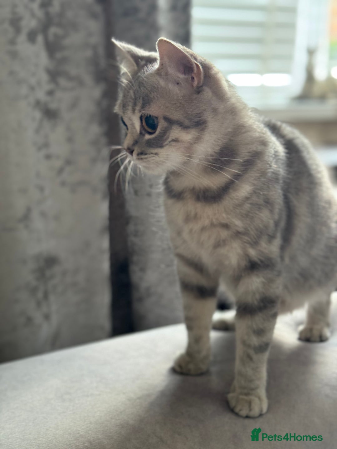 Scottish Fold cats for sale: Scottish Fold - Adorable Indoor Cats  - Image 7