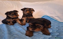 Yorkshire Terrier dogs for sale: Yorkshire Terrier Puppies – Ready 24 Dec - Image 18