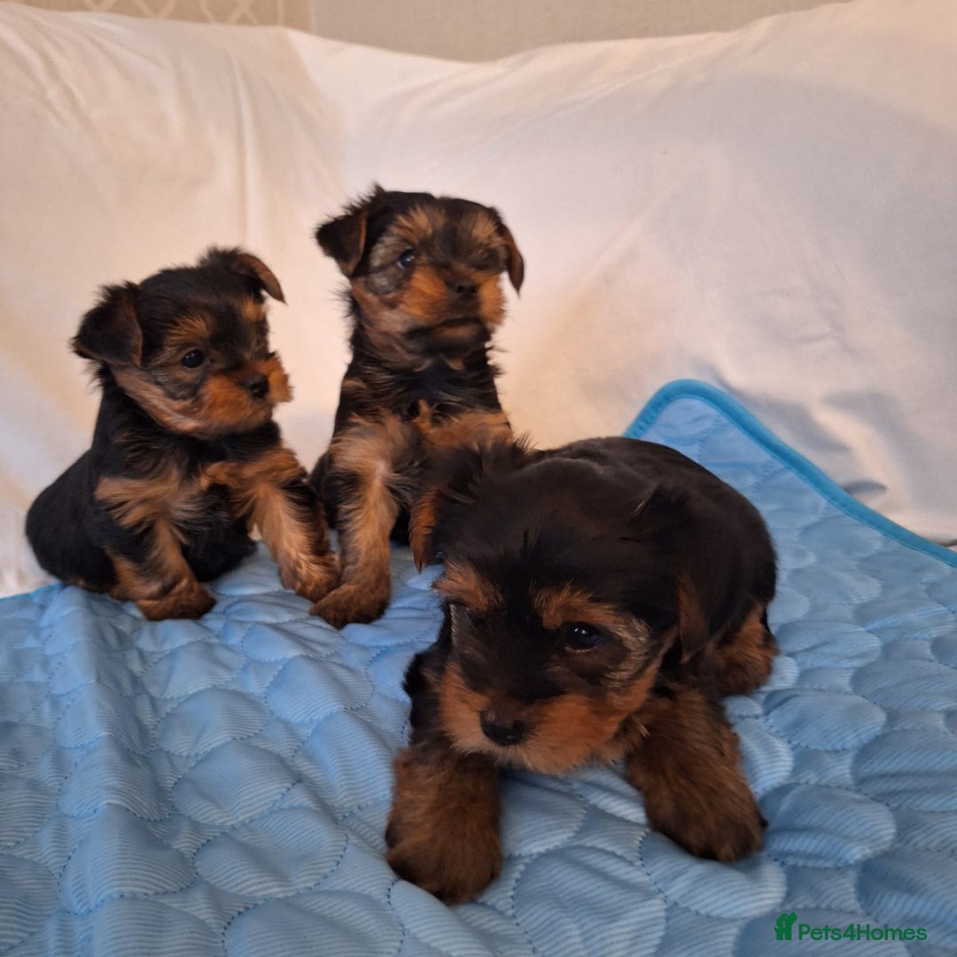 Yorkshire Terrier dogs for sale: Yorkshire Terrier Puppies – Ready 24 Dec - Image 18