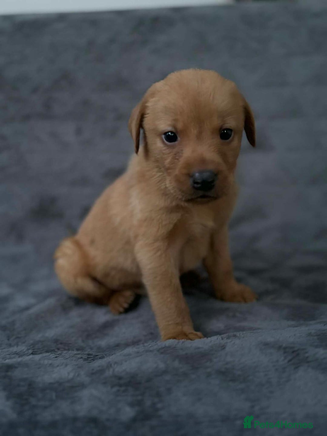 Labrador Retriever dogs for sale: 🏡 Labrador puppies 🐶 - Advert 7