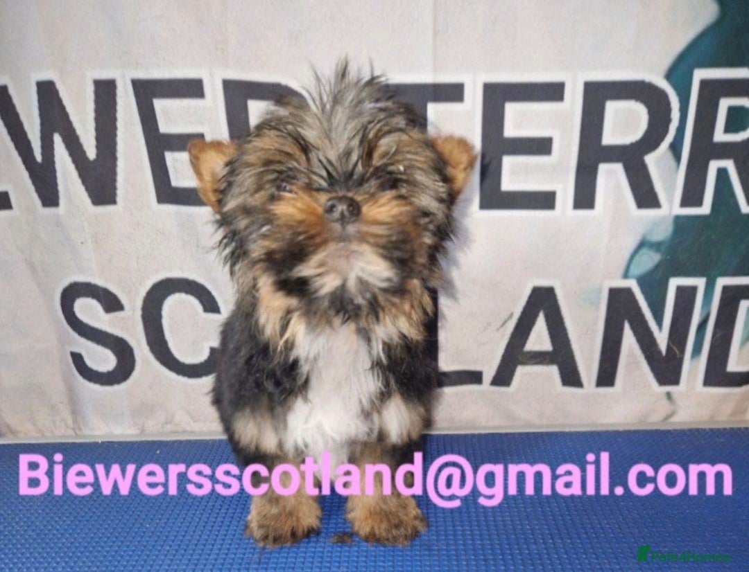 Biewer Terrier dogs for sale: Last Biewer terrier pup.Colourful Yorkshire Yorkie - Advert 1