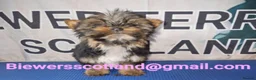Biewer Terrier dogs for sale: Biewer terrier.Colourful Yorkshire Yorkie 05/01/26 - Advert 1