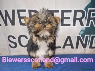 Biewer Terrier dogs Biewer terrier.Colourful Yorkshire Yorkie 05/01/26 - Advert 10