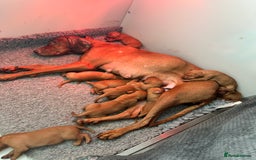 Hungarian Vizsla dogs for sale: Amazing Hungarian vizsla puppies - Image 37