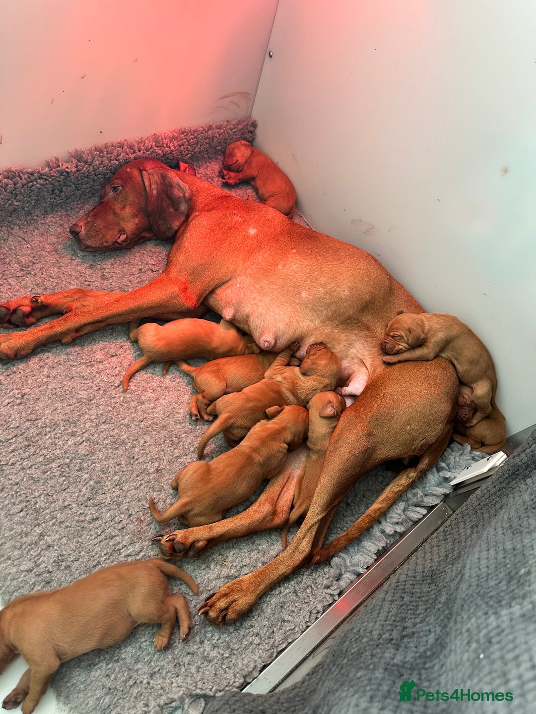 Hungarian Vizsla dogs for sale: Amazing Hungarian vizsla puppies - Image 37