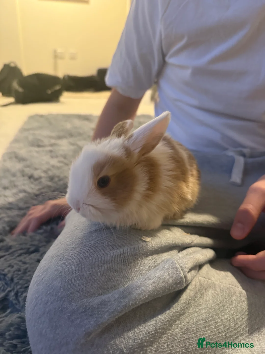 Mixed Breed rabbits for sale: Baby bunnies - Advert 9