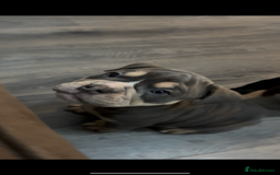 Olde English Bulldogge dogs for sale: Olde English Bulldogge Puppies - Image 13