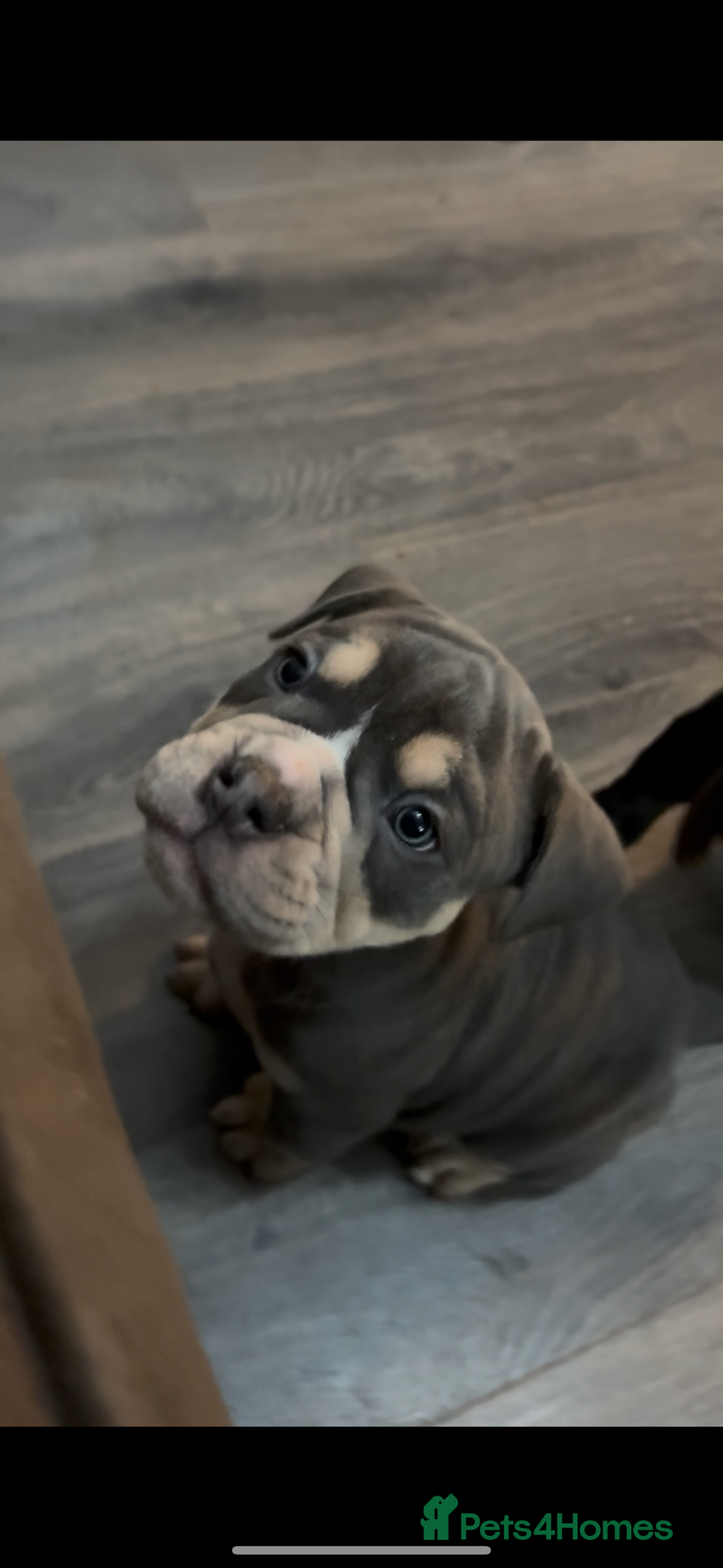 Olde English Bulldogge dogs for sale: Olde English Bulldogge Puppies - Image 13
