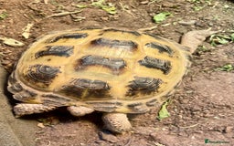 Tortoise reptiles for sale: Horsefield tortoise - Image 2