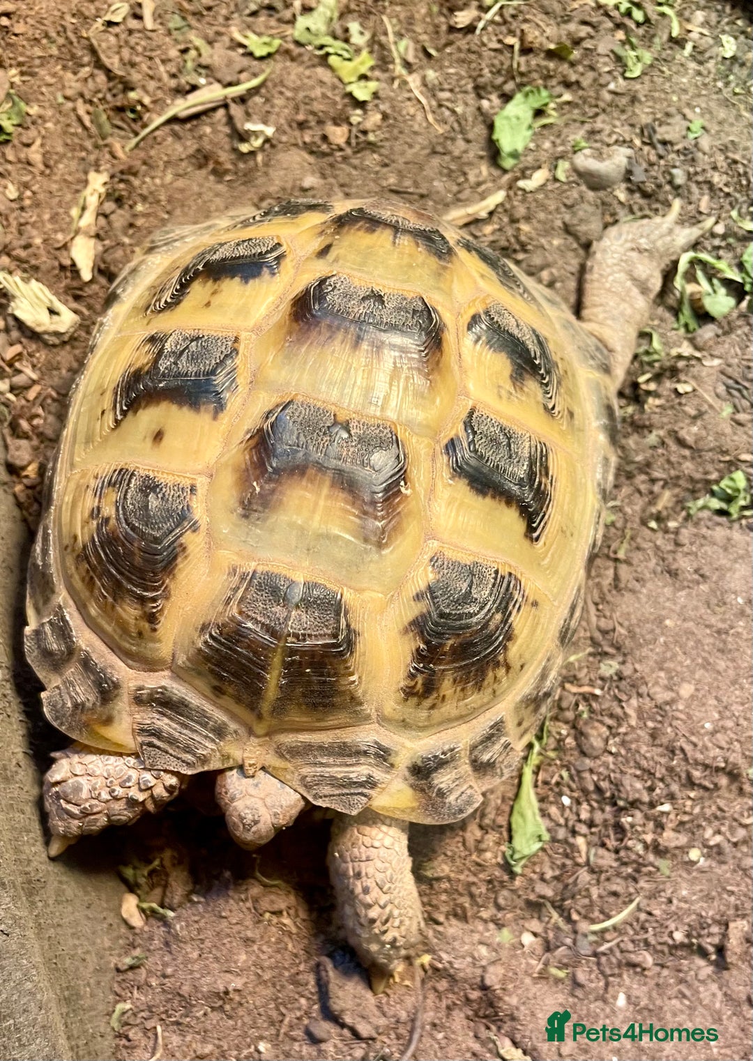 Tortoise reptiles for sale: Horsefield tortoise - Image 2