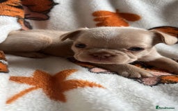 French Bulldog dogs for sale: QUALITY FRENCH BULLDOGS  - Image 9