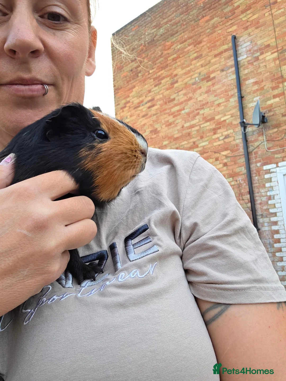 Guinea Pig rodents for sale: Two beautiful male guinea pigs and hutch - Advert 2