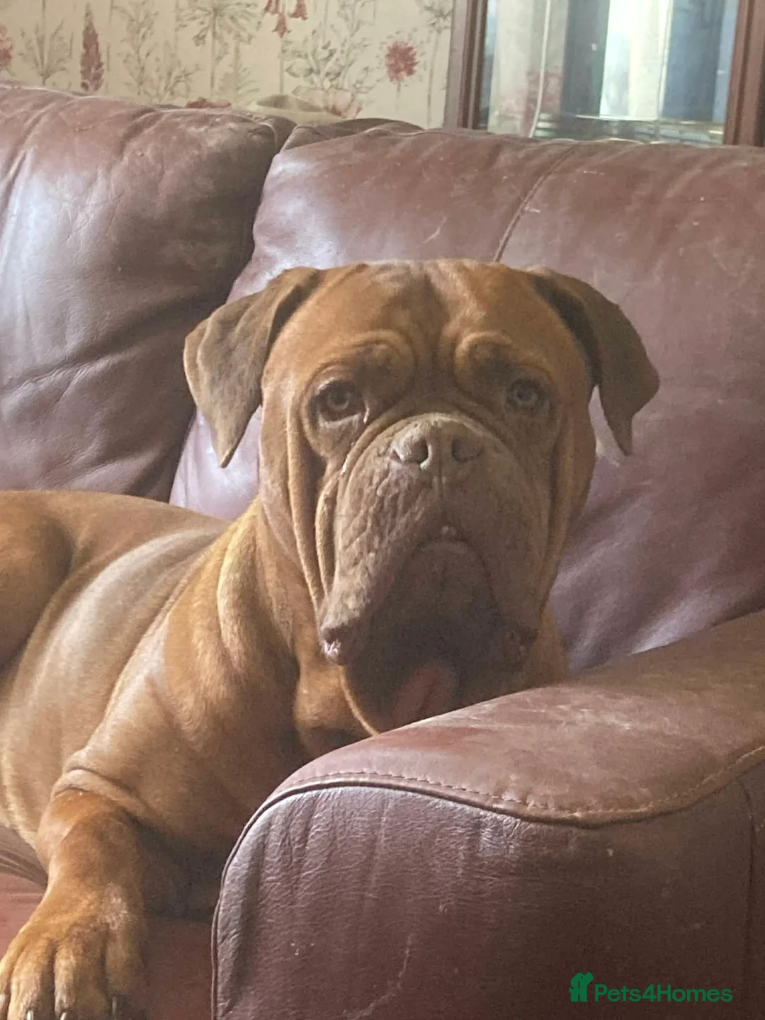 Mixed Breed dogs for sale: Rocco - Advert 11