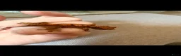 Gecko reptiles for sale: Crested gecko babies  - Advert 7