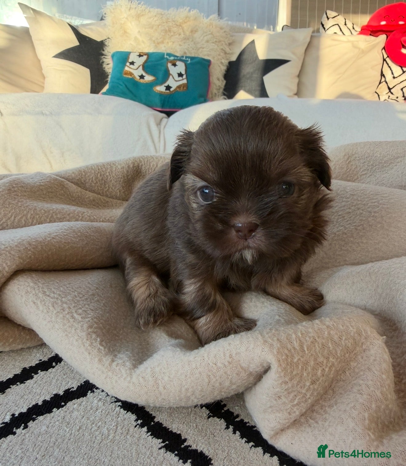 Shih Tzu dogs Chocolate Shih Tzu Puppy - ready 14th Feb 🤍 - Advert 14