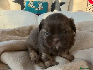 Shih Tzu dogs Chocolate Shih Tzu Puppy - ready 14th Feb 🤍 - Advert 14