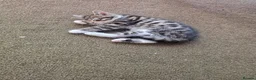 Mixed Breed cats for sale: Tabby Kittens Looking  for Their Forever Homes  - Advert 2