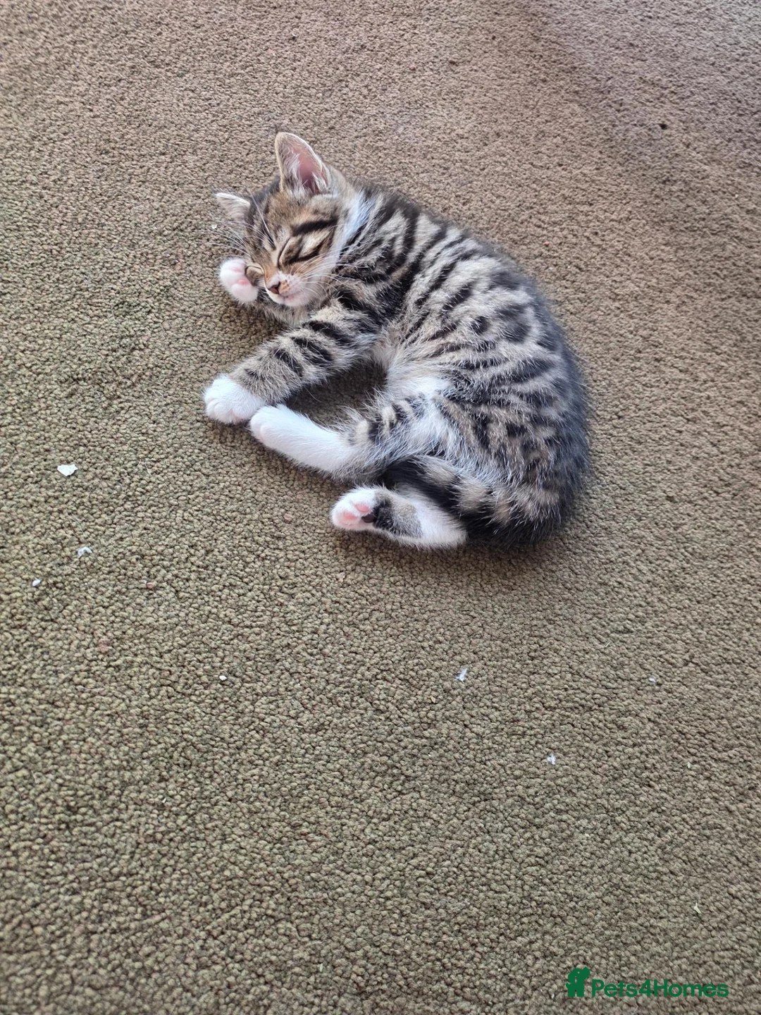 Mixed Breed cats for sale: Tabby Kittens Looking  for Their Forever Homes  - Advert 2