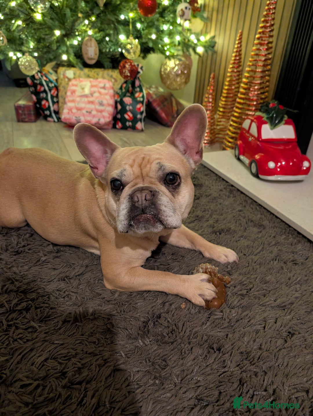 French Bulldog dogs for sale: Luna - French Bulldog  - Advert 6