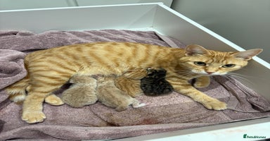 Mixed Breed cats ONE LEFT - 1 tortie girl.   - Advert 1