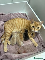 Mixed Breed cats ONE LEFT - 1 tortie girl. - Advert 7