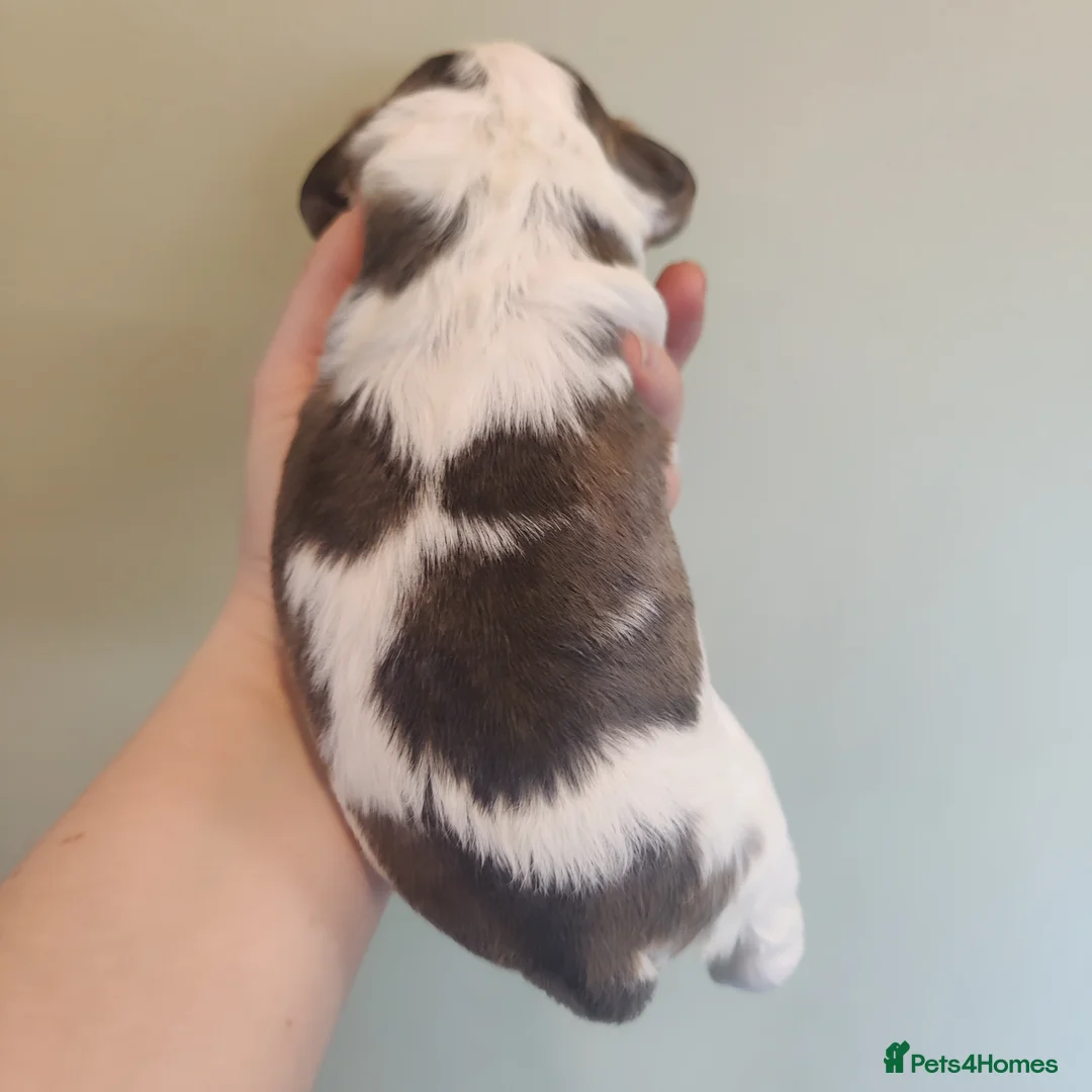 Cocker Spaniel dogs for sale: KC Registered Show Type Cocker Spaniels  - Advert 11