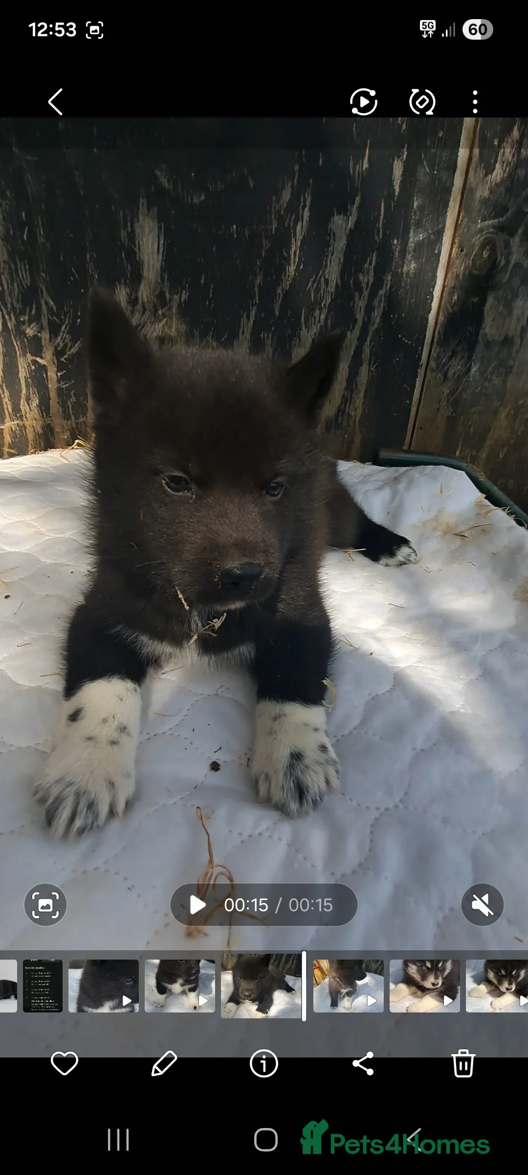 Siberian Husky dogs for sale: Unique Siberian Husky puppies - Advert 2