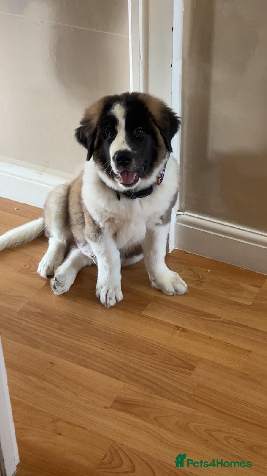 Mixed Breed dogs for sale: 4 beautiful saint burnard x akita puppies  - Advert 21