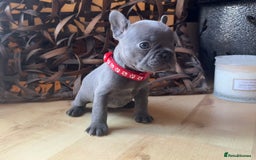 French Bulldog dogs for sale: Pedigree Frenchies - New Shade Isabella’s & Lilacs - Image 21