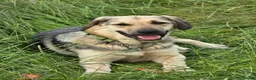 Mixed Breed dogs for adoption: SWEET OSCAR READY FOR HIS FOREVER FAMILY - Advert 5