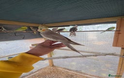 Cockatiels birds for sale: Silly hand tamed baby cockatiels for sale  - Advert 12