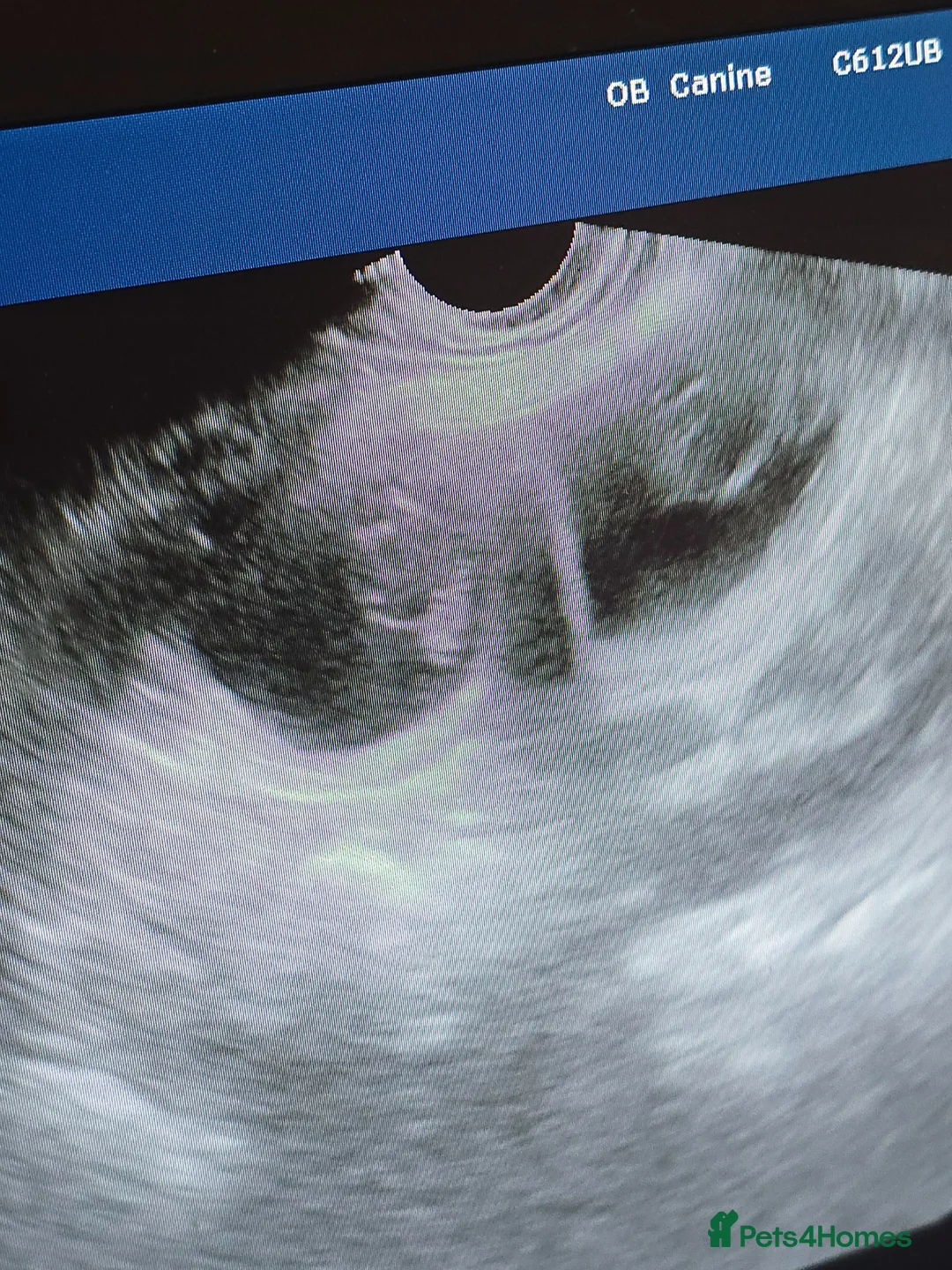 French Bulldog dogs for sale: French bulldog puppies in Newcastle upon Tyne - Advert 8