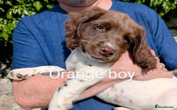 English Springer Spaniel dogs for sale: English Springer Spaniel pups for sale - Image 7