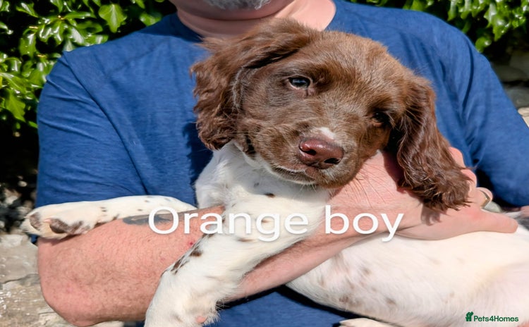 English Springer Spaniel dogs - Advert 4