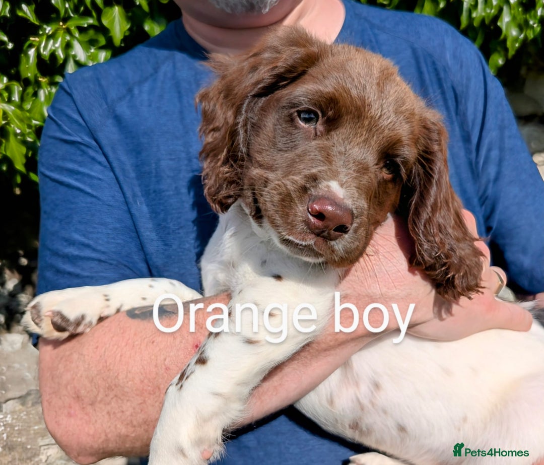 English Springer Spaniel dogs for sale: English Springer Spaniel pups for sale - Image 7