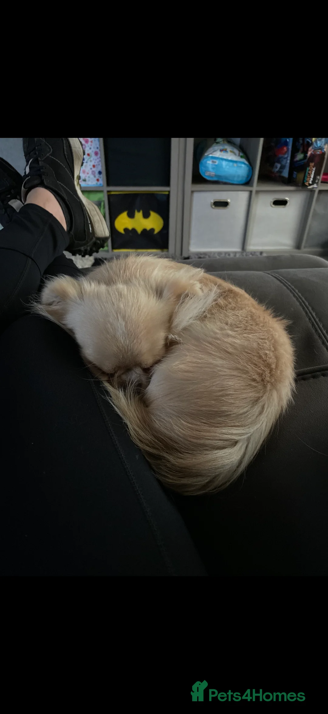 Chihuahua dogs for sale: Long haired Chihuahua  - Advert 2