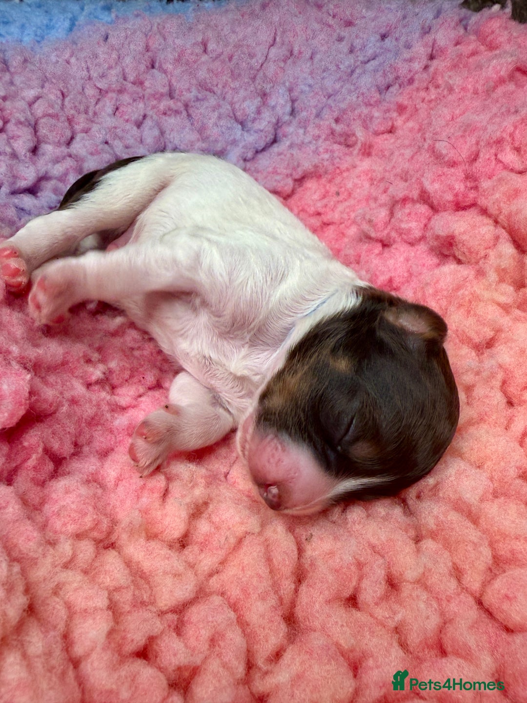 Bernedoodle dogs for sale: Miniature Bernedoodle Puppies - Image 30