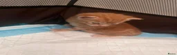 Mixed Breed cats for sale: Beautiful kittens for sale ,ready  end of July  - Advert 8