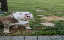 English Bulldog dogs for sale: Stunning litter of  English bulldog puppies - Image 29