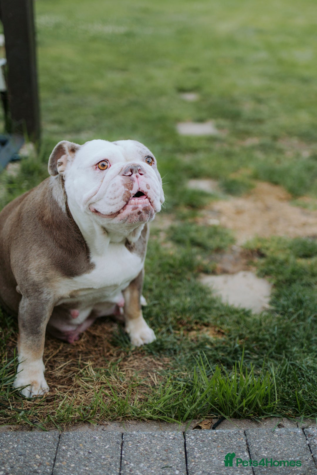 English Bulldog dogs for sale: Stunning litter of  English bulldog puppies - Image 29