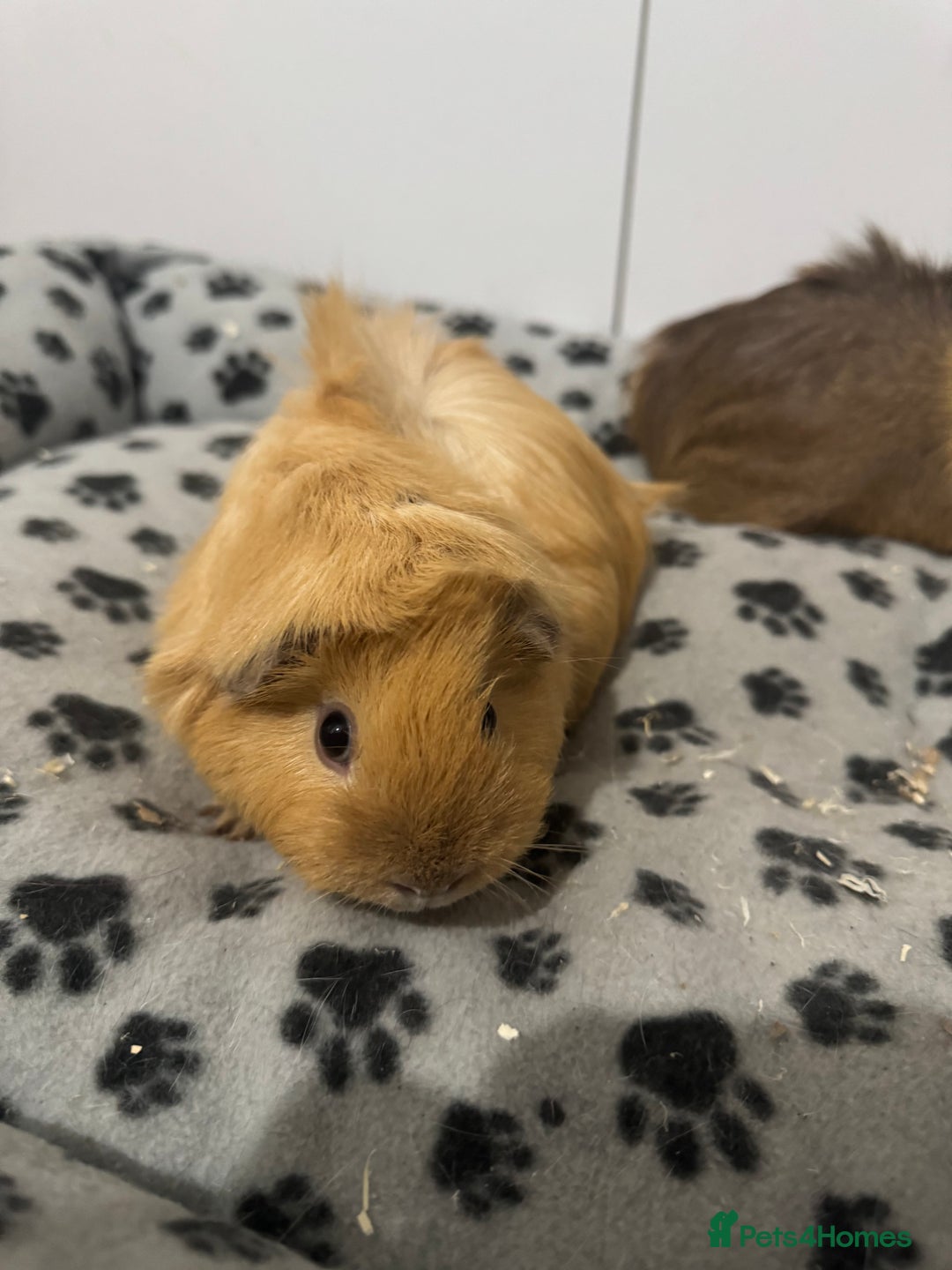 Guinea Pig rodents for sale: bonded longhair female guineapigs for sale - Image 2