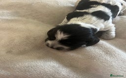 Cocker Spaniel dogs for sale: Blue roan cocker spaniels  - Image 16