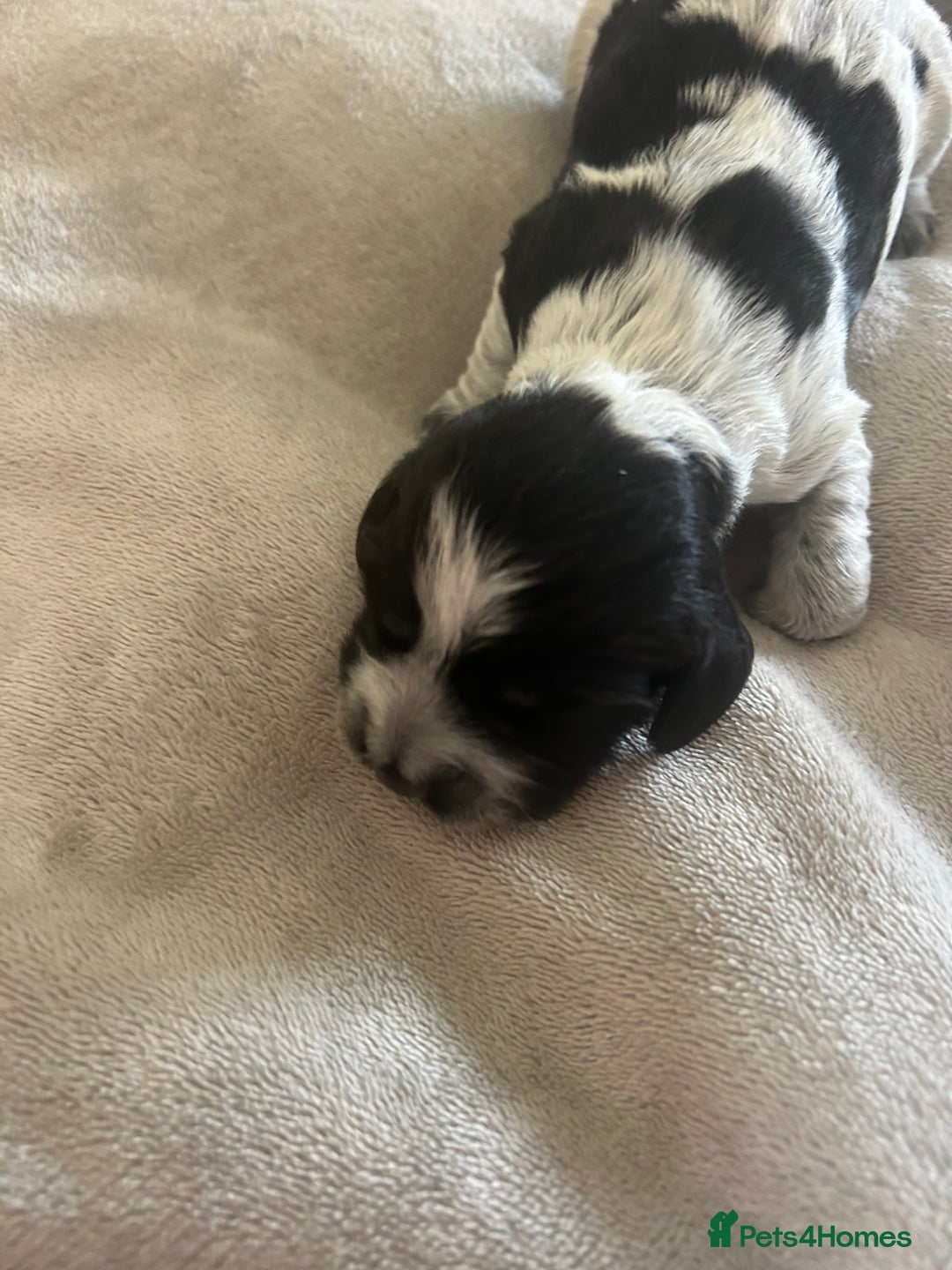 Cocker Spaniel dogs for sale: Blue roan cocker spaniels  - Image 16