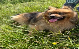 Pomeranian dogs for stud: German pomeranian for STUD - Image 3